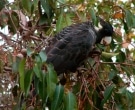 cacatua-funebre-piquilarga-1