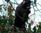 cacatua-funebre-piquilarga-2