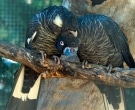 cacatua-funebre-piquilarga-3