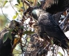 cacatua-funebre-piquilarga-4