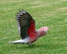 cacatua-galah-1