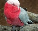 cacatua-galah-2