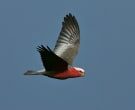 Galah (Eolophus roseicapilla)