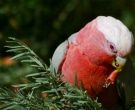 cacatua-galah-4