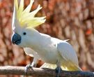 cacatua-galerita-1