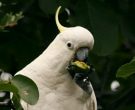 Sulphur-crested Cockatoo, Tasmania | http://tilcheff.blogspot.com/