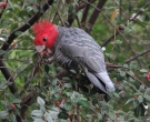 cacatua-gang-gang-1