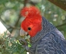 cacatua-gang-gang-4