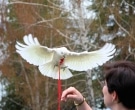 cacatua-goffiniana-1