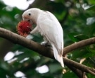 cacatua-goffiniana-2