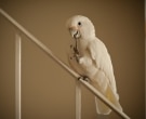 cacatua-goffiniana-3
