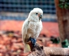 cacatua-goffiniana-4
