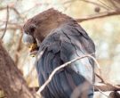 distribucion-cacatua-lustrosa-1