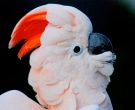 cacatua-moluccensis-1