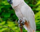 cacatua-moluccensis-2