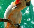 cacatua-moluccensis-3