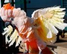 cacatua-moluccensis-4