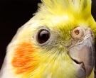 cacatua-ninfa-1