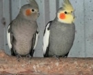 cacatua-ninfa-2