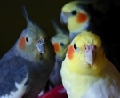 cacatua-ninfa-3