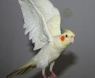 cacatua-ninfa-4
