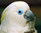 Bird Park ("Vogelpark Walsrode") Germany