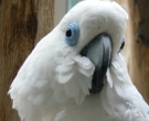 cacatua-oftalmica-3