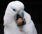 cacatua-oftalmica-4