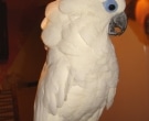 cacatua-oftalmica-5