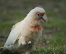 cacatua-picofina-2