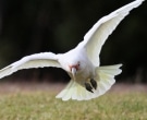 cacatua-picofina-4