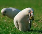 cacatua-sanguinea-1