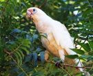 cacatua-sanguinea-2
