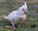 cacatua-sanguinea-3