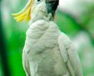 Cacatua-Sulfurea-(11)