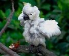 Cacatua-Sulfurea-(13)