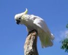 Cacatua-Sulfurea-(6)