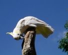 Cacatua-Sulfurea-(8)