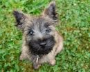 Cairn Terrier