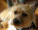 Cairn Terrier