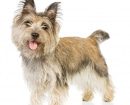 Cairn Terrier