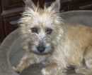 Cairn Terrier