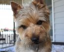 Cairn Terrier