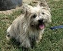 Cairn Terrier