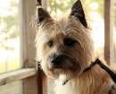 Cairn Terrier