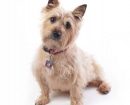 Cairn Terrier