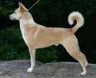 Canaan-dog-1