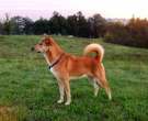 Canaan-dog-2