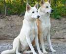 Canaan-dog-3