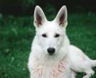Canaan-dog-4